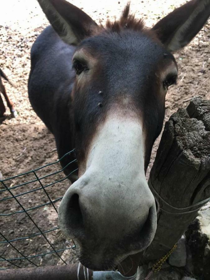Agriturismo Rio Ricco Busana Dış mekan fotoğraf