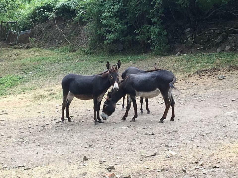 Agriturismo Rio Ricco Busana Dış mekan fotoğraf