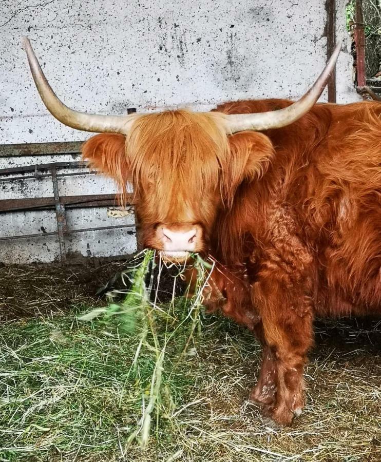 Agriturismo Rio Ricco Busana Dış mekan fotoğraf