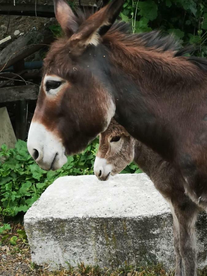 Agriturismo Rio Ricco Busana Dış mekan fotoğraf
